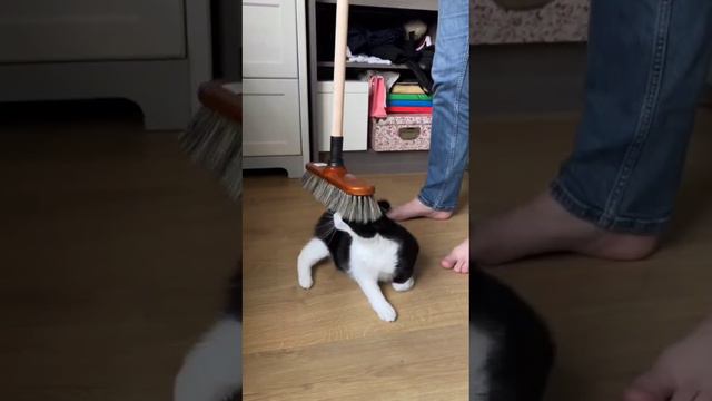 Cat's favourite brush