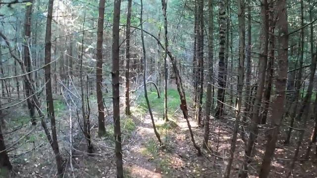 ГРИБНИКИ СЧАСТЛИВЫ! НАШЛИ ЧУДО ЕЛЬНИК С КУЧЕЙ ГРИБОВ! В ЭТОМ БУРЕЛОМЕ ОЧЕНЬ МНОГО ПОДОСИНОВИКОВ!