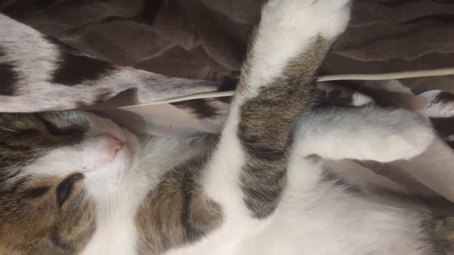 Кот зомби