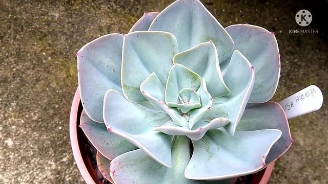25 Echeveria que ficam grandes .