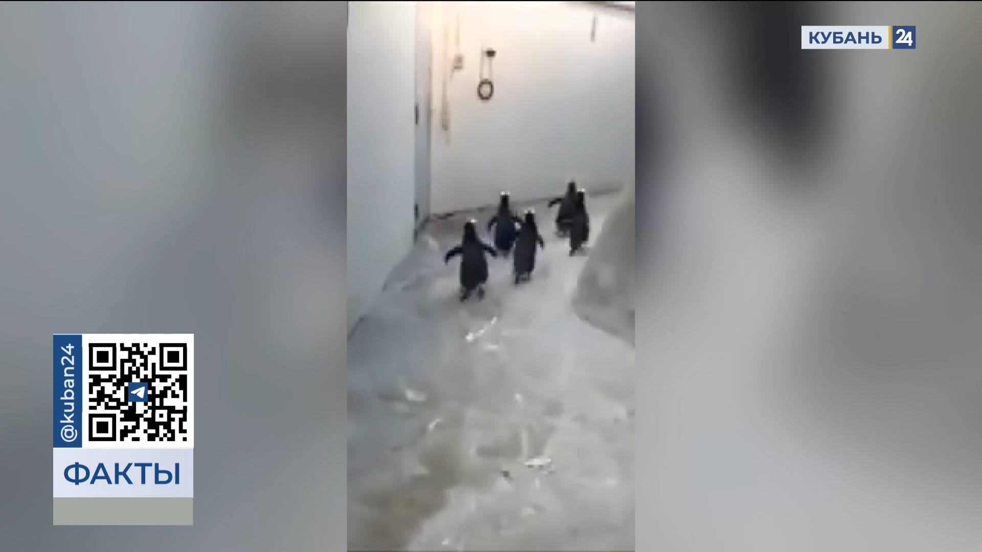 Туристы сняли на видео купающегося в Черном море пингвина