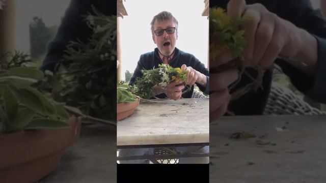 Shane Connolly tutorial:  Create a biodegradable flower crown to celebrate Garden Day UK.