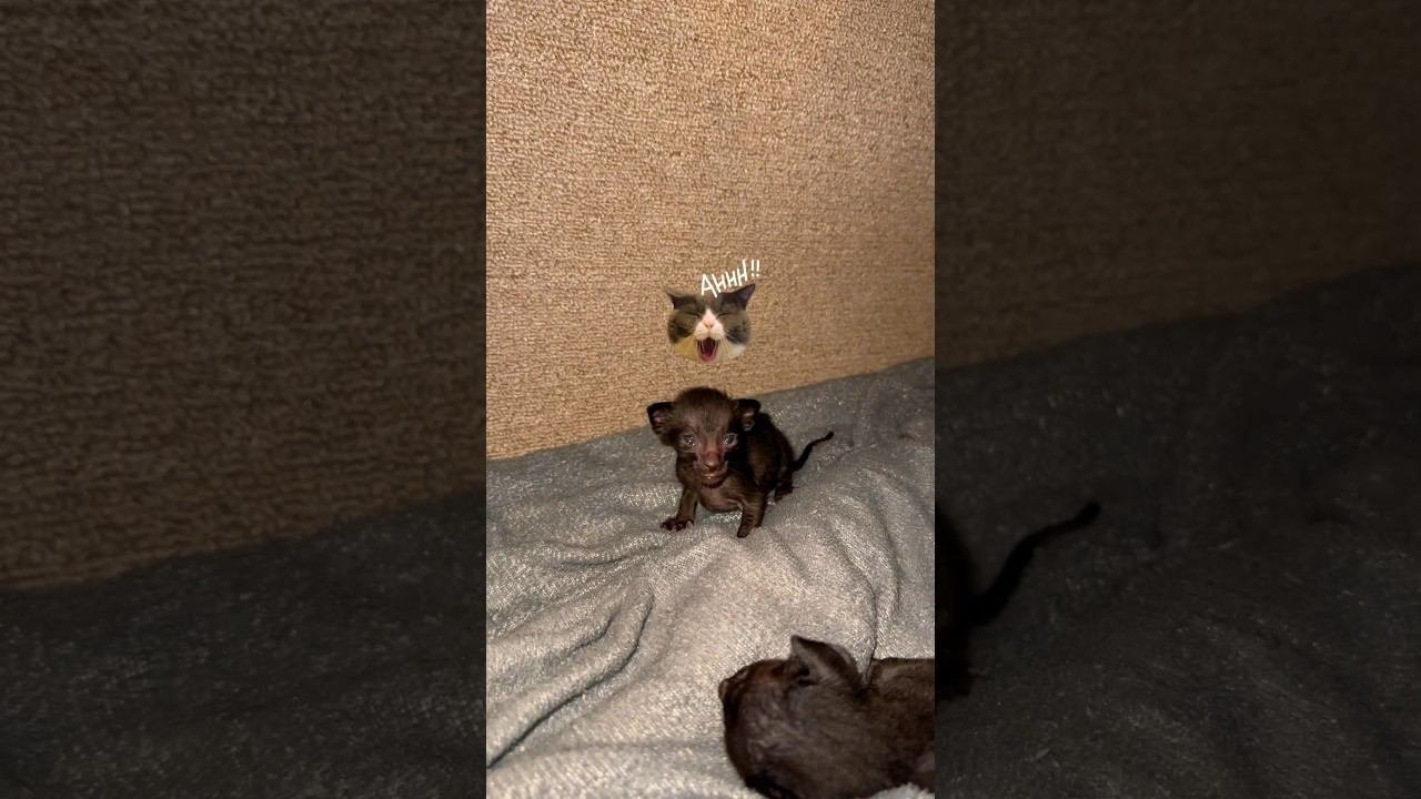 Вы только посмотрите на этих малышей #cat #meow #kitten