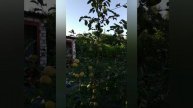 Обзор на яблоню "Уэлси". Подвой полукарликовый 54-118. 04.07.2020.