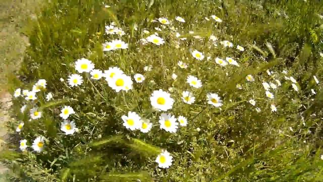 Дикие (аптечные) белые ромашки. Полевые ромашки с маленькими лепестками. Много ромашек. Daisies