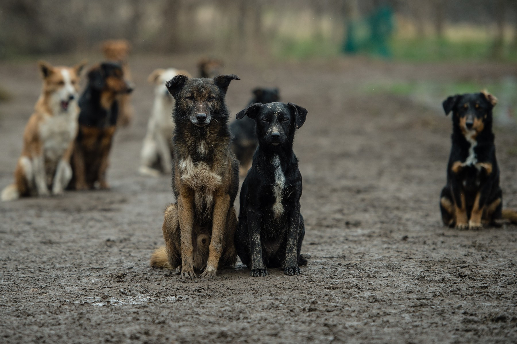 Бездомные собаки ДНР будут помогать лечить детей-аутистов