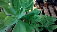 Como fazer mudas da Echeveria Pálida
