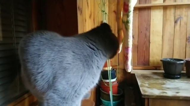 Шотландська висловуха кішка і шотландський прямоухий кіт.Scottish Fold Cat And Scottish Straight Ca