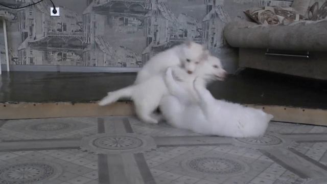 Белые щенки Хаски