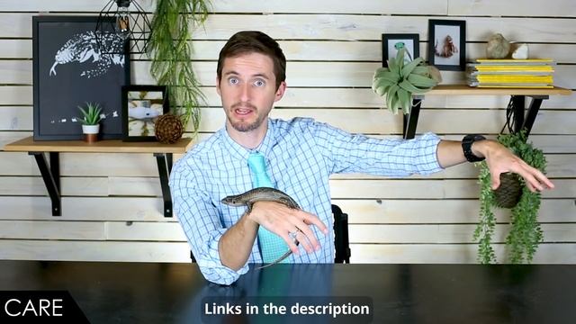 Giant Plated Lizard The Best Pet Lizard?