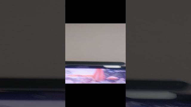 VID_20240831_124409.mp4