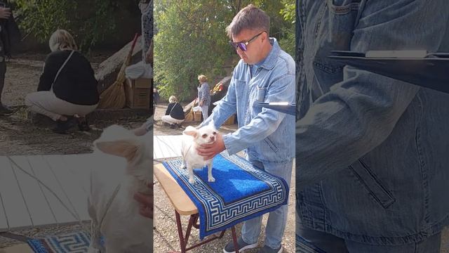 выставка собак экспертиза Акса Бирсен Ролексовна ( папа мерль)САС,САСIB питомник чихуахуа Кастропул