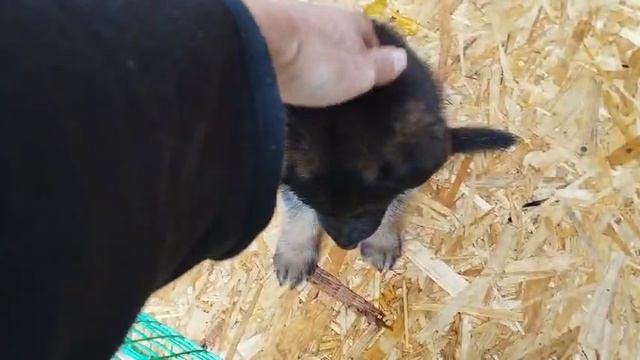 Щенки Немецкой овчарки 1