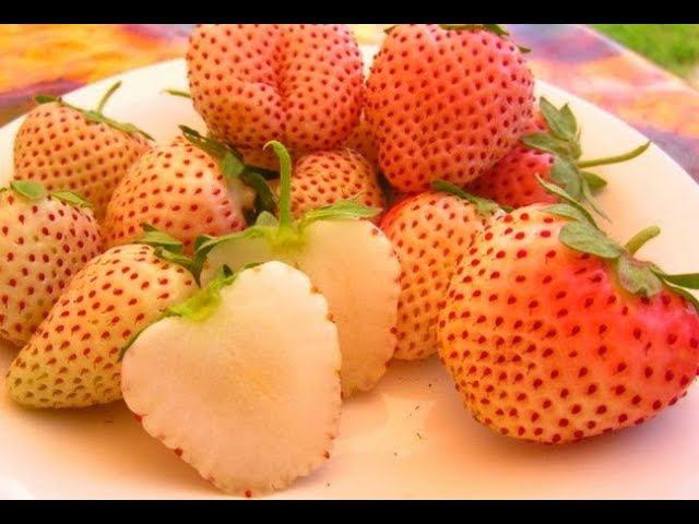 Земляника ананасная . strawberries in winter. strawberries at home Осенняя посадка
