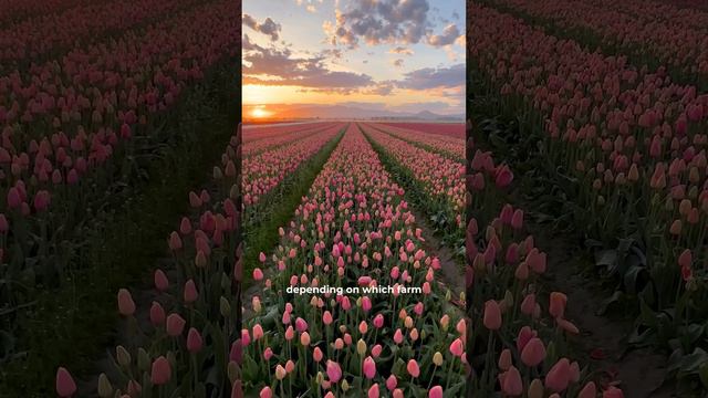 Skagit_Valley_Tulip_Festival_—_ежегодный_фестиваль_тюльпанов,_который