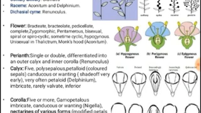 Ranunculaceae family (butter cup or crowfoot family ) tutorial in hindi for Science student of mjpr