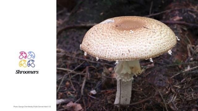 The prince Agaricus augustus  Synonyms  Scientific Short Profile  Shroomers