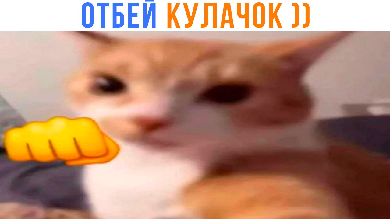 ОТБЕЙ КУЛАЧОК ))) | Приколы с котами | Мемозг 1404