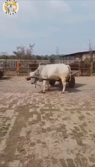 Наиумнейший бык Рама