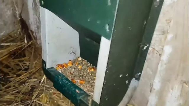 Кролики Окрол крольчихи