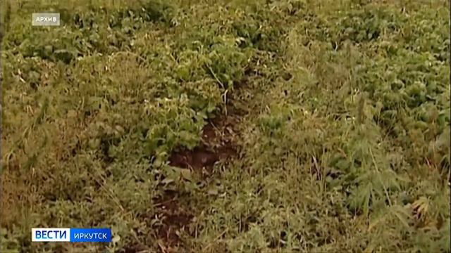 Карантин из-за ядовитого растения ввели в Эхирит-Булагатском районе