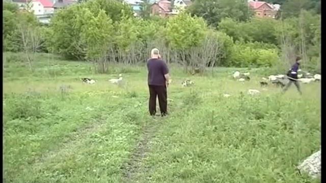 Козы