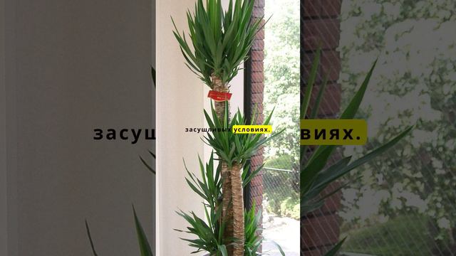 Растения для балкона, которые не нужно поливать