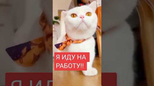 Я иду на работу и назад