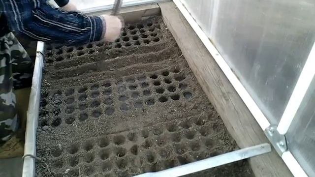 ?Посадка редиса в теплице в апреле в Сибири. Видищев Геннадий
