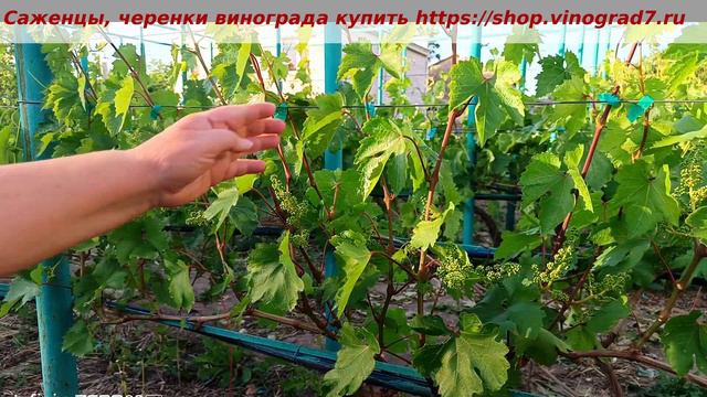 ГФ винограда СНЕЖОК- нагрузка на куст, соцветья- впечатление от данной формы, Пузенко Н.Л.