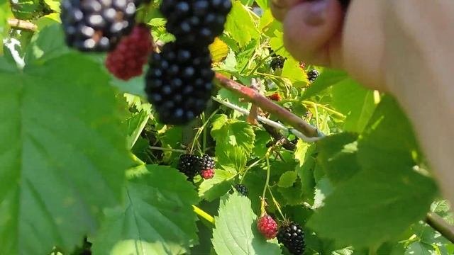 ежевика Полар Великий Новгород 19.08.22