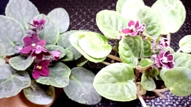 violetas africanas roja una violeta realmente roja chuyito jardinero