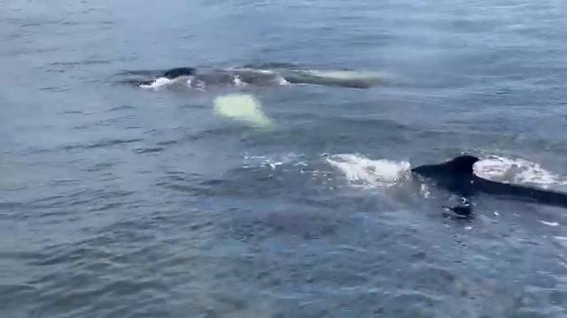 Whales in Teriberka 🐋