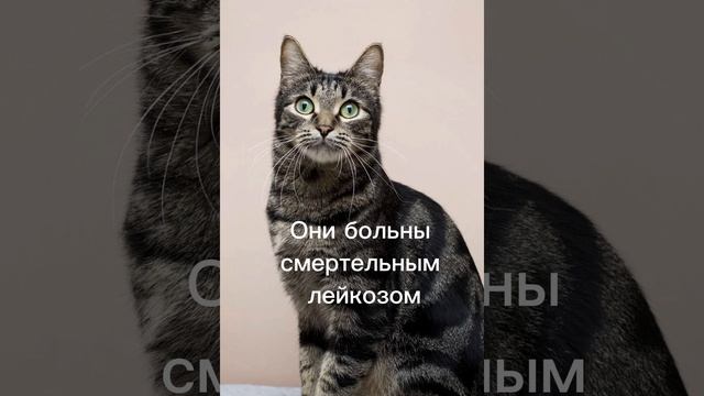 Как вам? Красота?