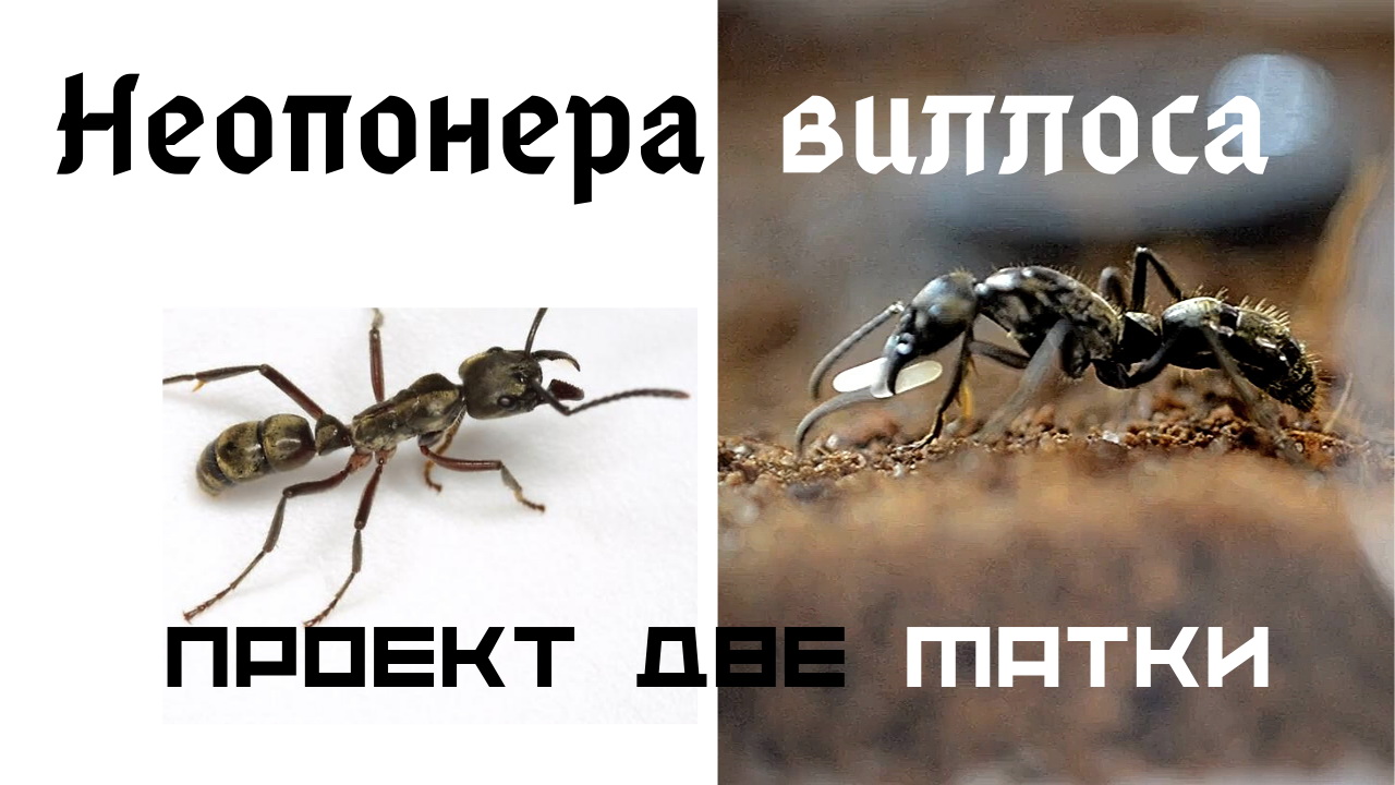Муравьи Неопонера виллоса. Проект две матки. Начало