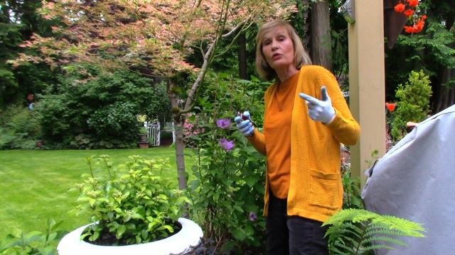 Growing Tips for Clematis