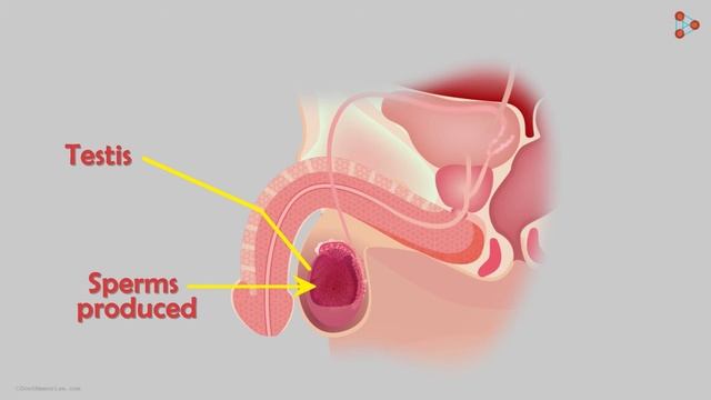 Reproduction - Lesson 23 | Male Reproductive System - in Hindi (हिंदी में ) | Don't Memorise
