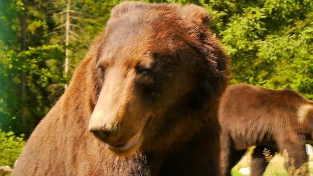 This Bear Drowned In The River, But You Won't Believe What This Man Did!