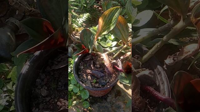 ox blood ginger plants 🌱💚❤️😮
