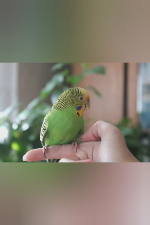Фотосессия для волнистого попугайчика Photo session for budgie