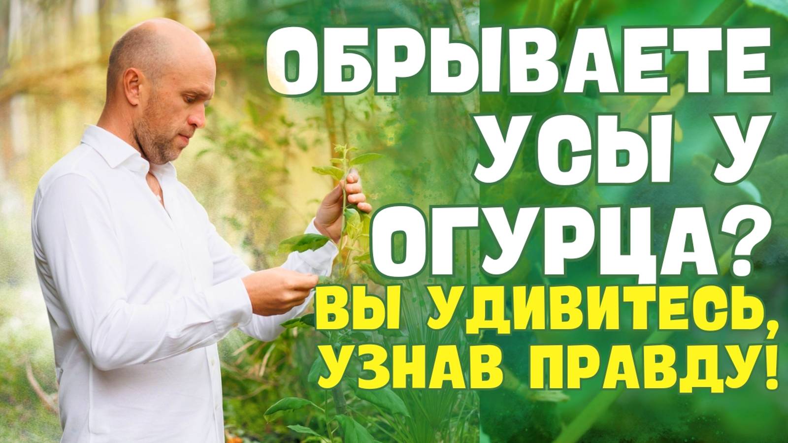 УДАЛЯТЬ или нет УСЫ ОГУРЦОВ?