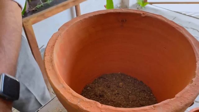 हरा गुलाब ? सच है या झूट || जानें लगाने से खिलने तक की A-Z जानकारी || THIS IS TRUE GREEN ROSE PLANT