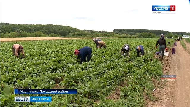 Чувашские аграрии приступили к уборке урожая