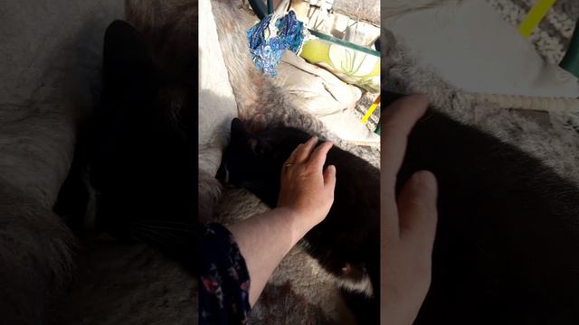 Скоро у нас будут котята 😍 😍 😍