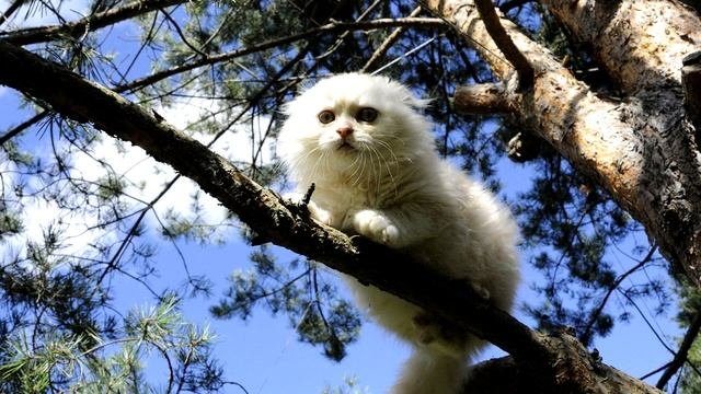 Как стать большим -Поучительная сказка