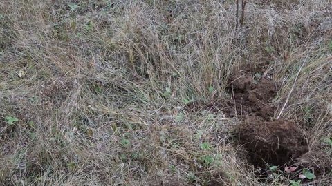 Прочёсываем пляж и поле металлоискателем