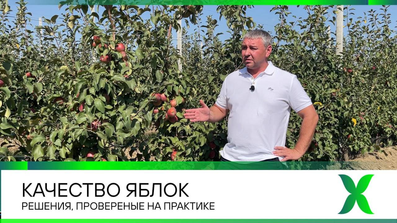 Качество яблок. Решения, проверенные на практике