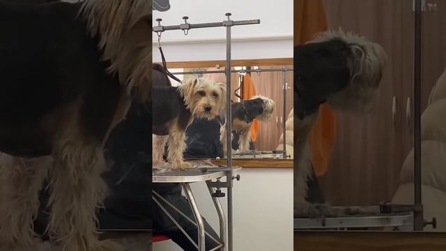 А как ваши собачки относятся к стрижке ?  #груминг#собачка