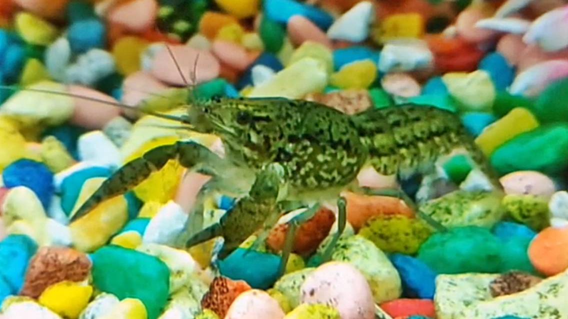 Мои рачки🦞🦞🦞