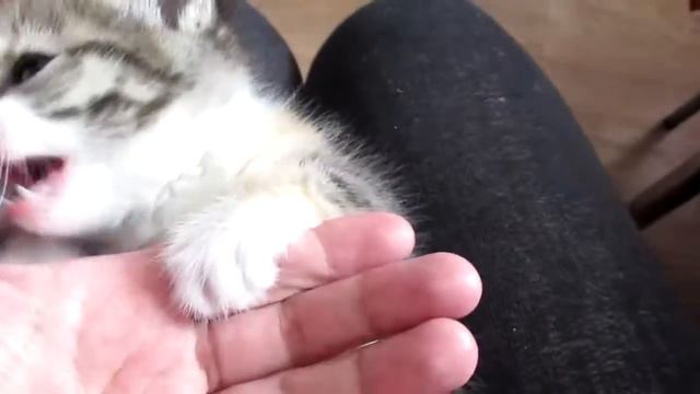 Котенок играет.